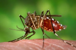 fotos-mosquito-denge
