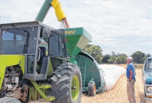 Debido a los problemas del mercado, en el sudoeste aún hay más de un millón de toneladas de trigo acopiadas