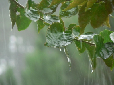Registros de lluvia en nuestra región
