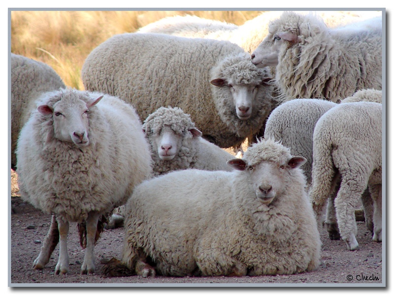 Tornquist - Presentación de proyectos para recuperar la  actividad ovina