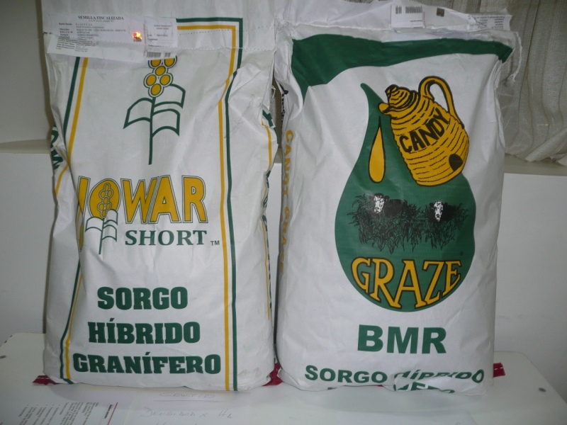 Tornquist - Ya està en marcha la entrega de semillas de sorgo