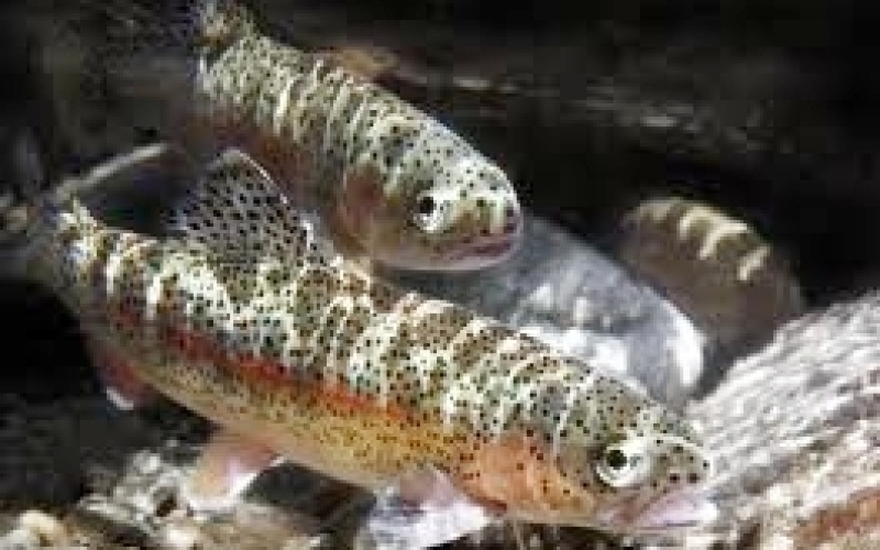 Tornquist - Club de Pesca Tornquist llama a formar la Subcomisión de siembra y control de salmónidos