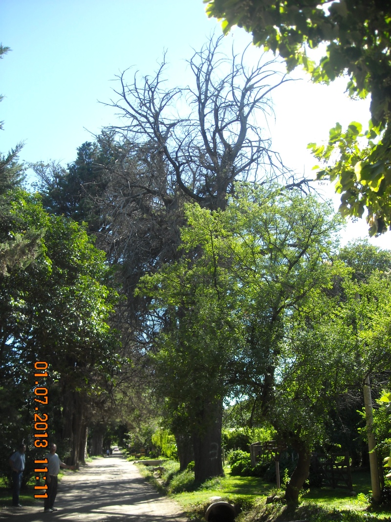Sierra de la Ventana - La Secretaría de Producción y Medio Ambiente, trabaja en la extracción de 7 árboles secos de gran volumen