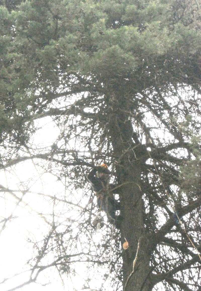 Sierra de la Ventana - Se llevó a cabo la tala de árboles en riesgo en la localidad 