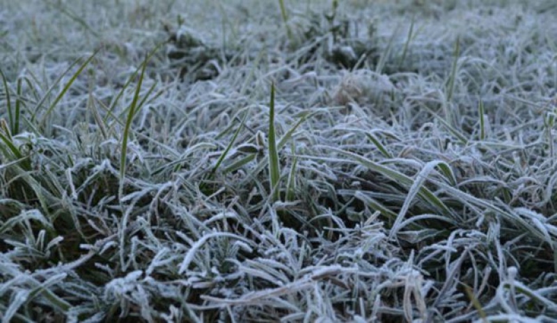 Sobre llovido, helado: Peligran el trigo y el maíz, se advierten por las bajas temperaturas