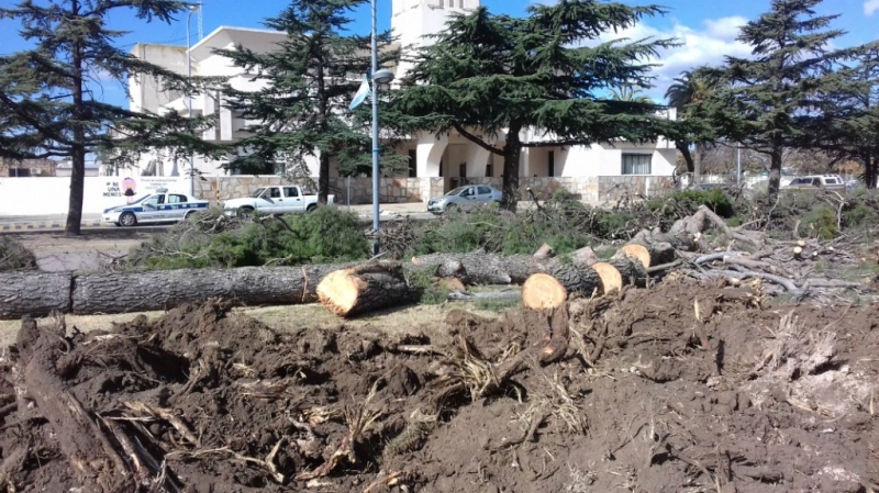 Tornquist - Comenzó la extracción de 100 árboles, en la plaza de la ciudad cabecera