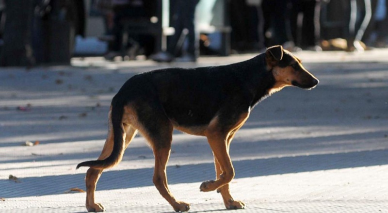 Sierra de la Ventana - Sanciones a propietarios por perros sueltos