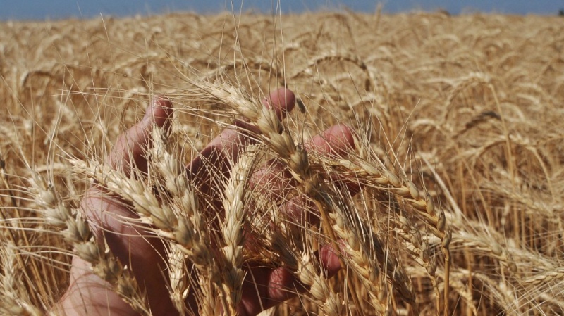 Se viene una gran cosecha para el trigo y la cebada en nuestra zona
