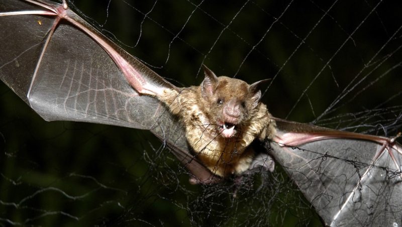 Preocupa en la provincia, la aparición de 14 murciélagos con rabia