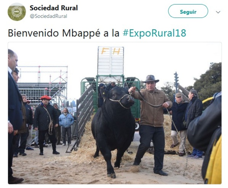 El toro "Mbappé", el primer animal en ingresar a la Expo Rural de Palermo