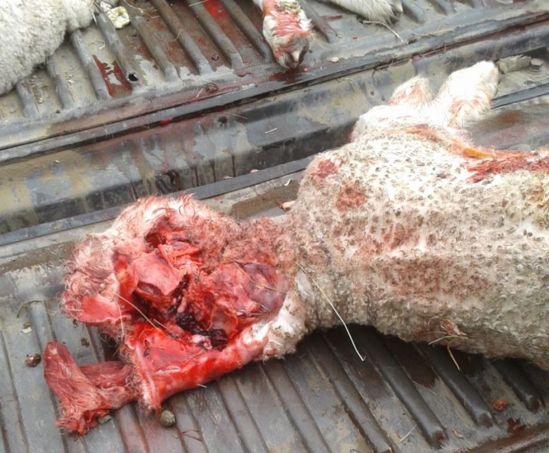 Coronel Pringles - 60 corderos muertos por ataques de pumas