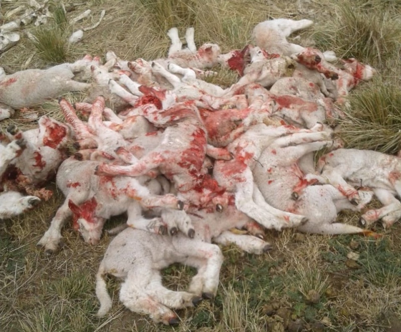 Coronel Pringles - 60 corderos muertos por ataques de pumas