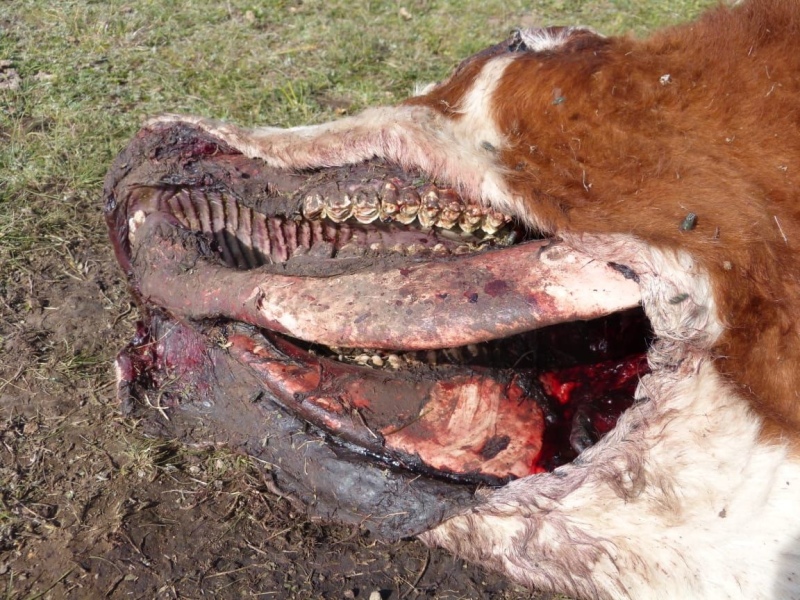 Chasicó - Crece el misterio, otra vez aparecieron vacas mutiladas