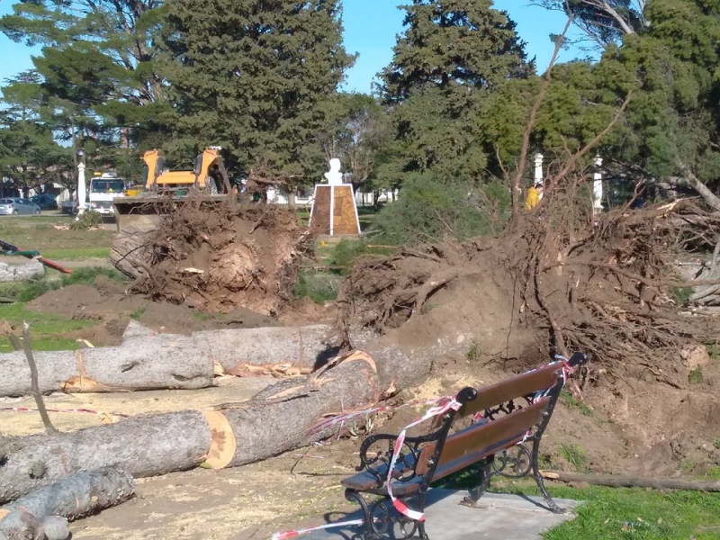 Tornquist – En la Plaza se lleva a cabo, la última etapa de extracción de árboles