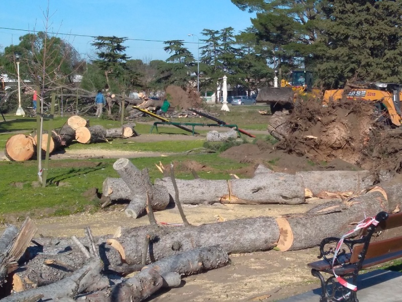 Tornquist – En la Plaza se lleva a cabo, la última etapa de extracción de árboles
