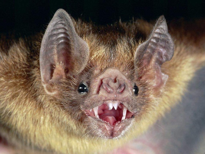 Tornquist – Preocupación por el hallazgo de un murciélago con rabia