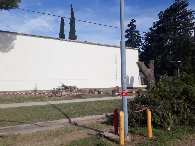 Tornquist - Se reemplazarán árboles frente al cementerio local