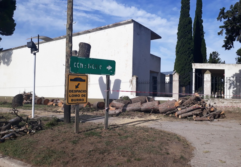 Tornquist - Se reemplazarán árboles frente al cementerio local