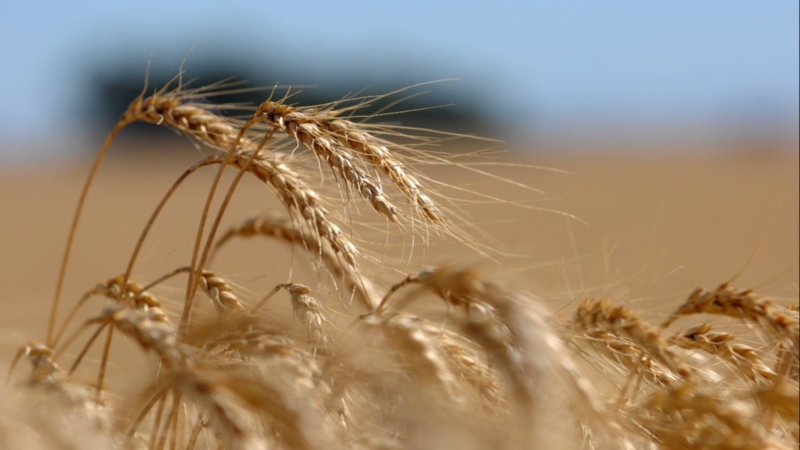 Trigo: por la sequía, la producción de la región caerá alrededor del 40 %