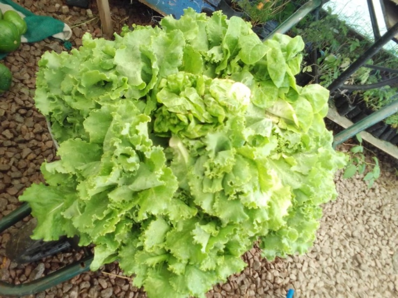 Tornquist - Se cosecharon más de 360 kg de verdura en la "Huerta Municipal"
