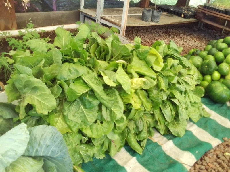 Tornquist - Se cosecharon más de 360 kg de verdura en la "Huerta Municipal"