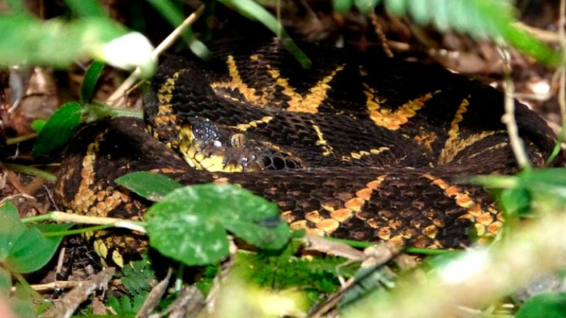 El veneno de una peligrosa serpiente sudamericana es capaz de inhibir la reproducción del COVID-19